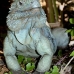 iguana_blue_qebp_gc_v_0152_cay0620.jpg